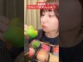 【島根県フルーツ水まんじゅう🍎】#asmr#ASMR#吉岡製菓#フルーツ#水まんじゅう#お菓子#おやつ#和菓子#島根県お菓子#ご当地お菓子#ご当地グルメ