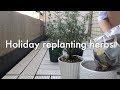 【園芸】渋谷OLのハーブの植え替えする休日【Holiday】