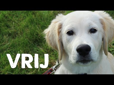 Video: Hoe leer je je hond om vrij te zitten