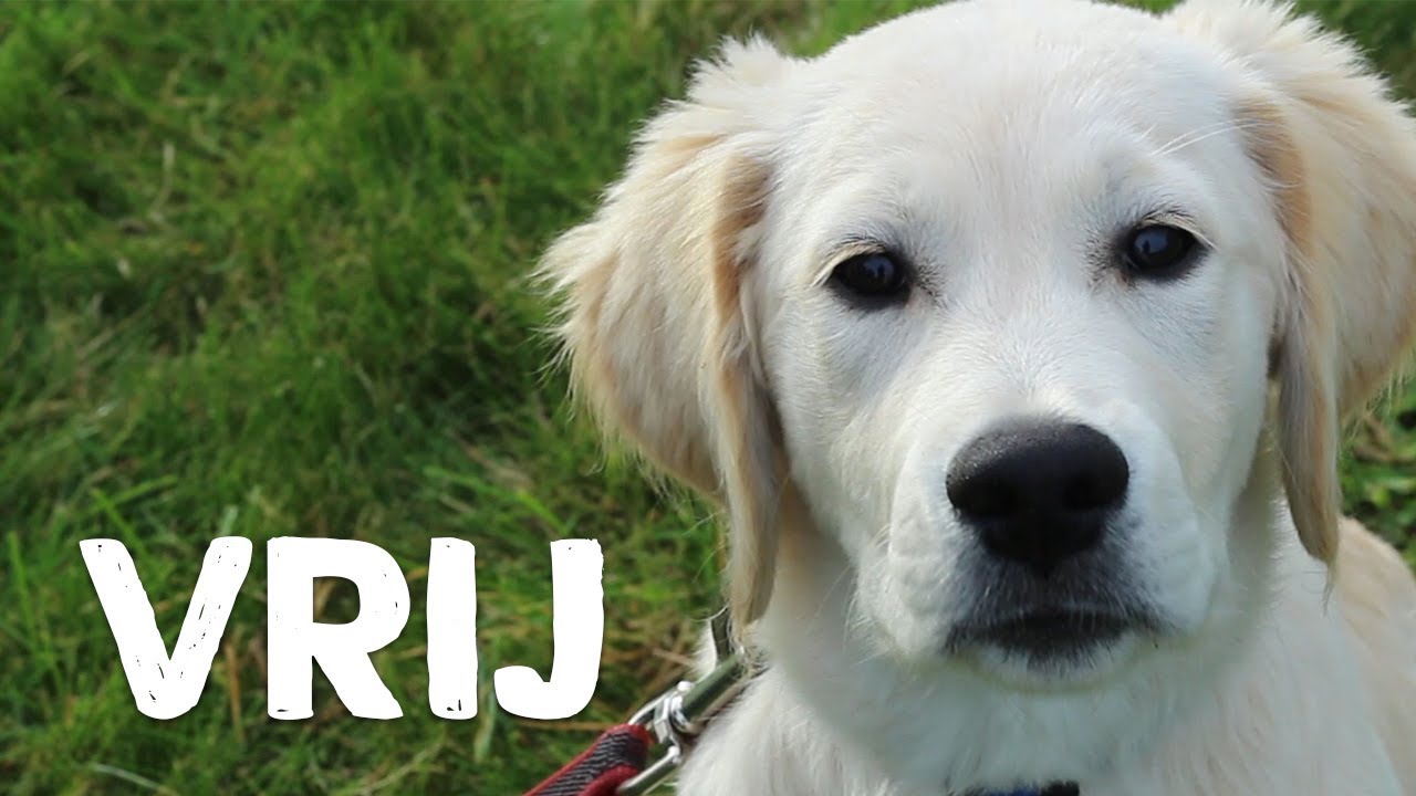 Hoe leer je je hond wachten op het bevel vrij? - Vrienden der Blinden