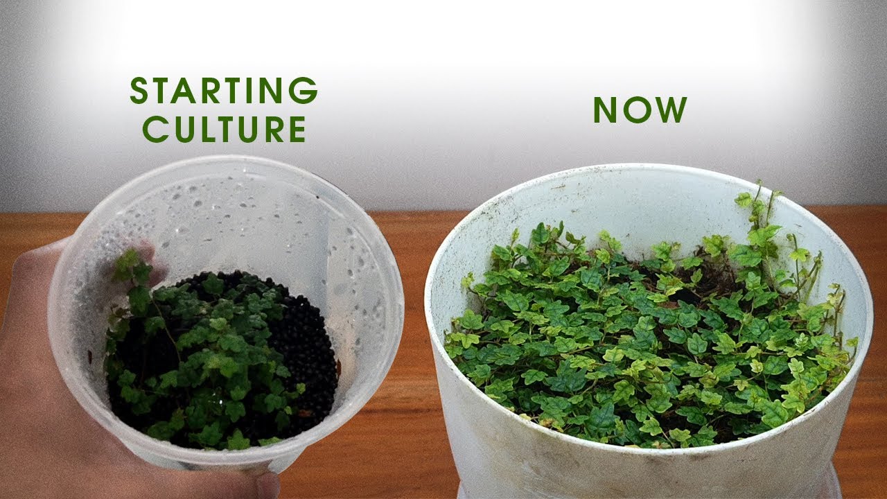 Trimming is Growing - Ficus Quercifolia