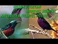 Suara Pikat Burung Konin Liar Di Jamin Ampuh Anti Zonk Nempel Pulut Terbaru Suara Mikat Konin Mp3 - Mp4 Download