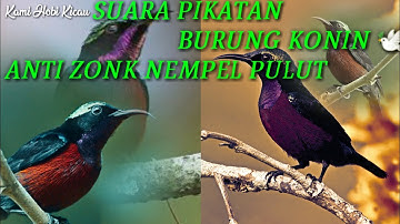 SUARA PIKAT BURUNG KONIN LIAR DI JAMIN AMPUH ANTI ZONK NEMPEL PULUT - Terbaru 2021 Suara Mikat Konin