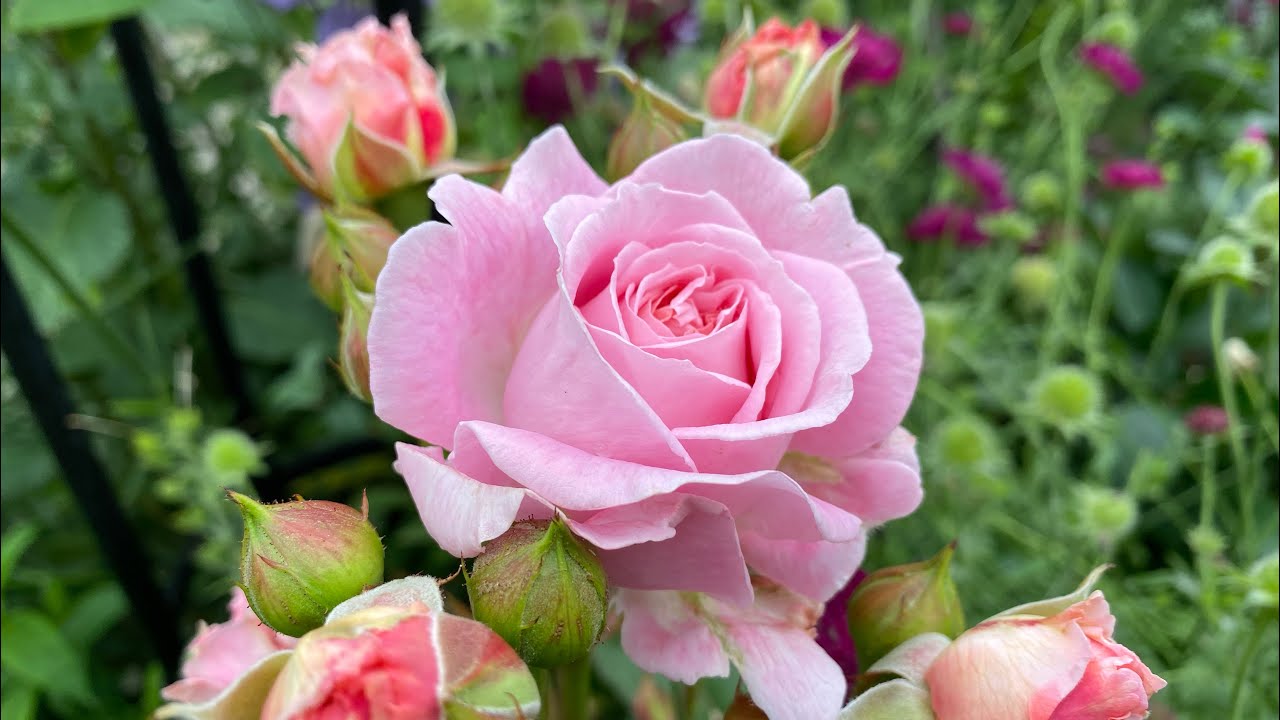 11 roses Kordes Parfuma collection  | Summer 2025 update | Very fragrant roses 🌹