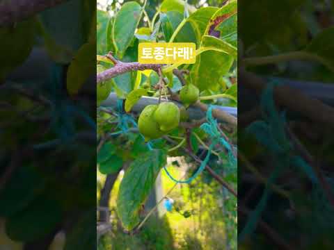 가을의 선물 토종다래 #텃밭가꾸기 #자연순환농법 #유기농 #자연농원 #주말농장