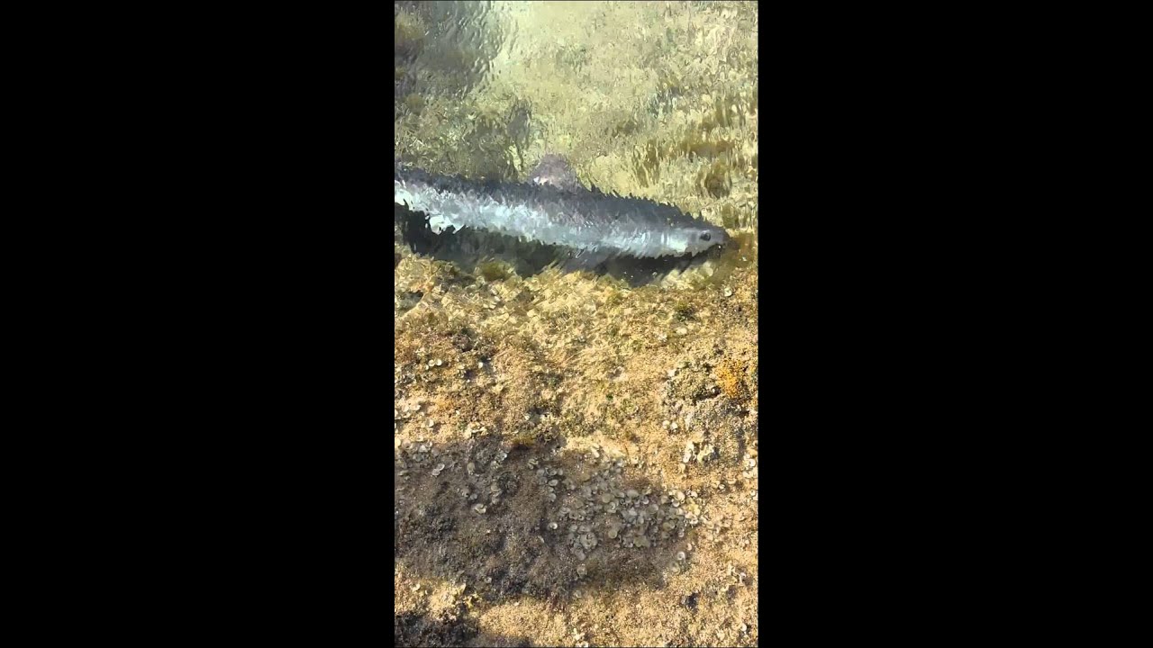 Tiger Shark Stuck In The Tide Pool Youtube