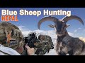 Blue Sheep hunting in Népal / 2020