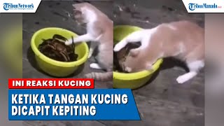 V I R A L Moment Lucu Seekor Kucing Dicapit Kepiting, Teriakan Kucing Bikin Netizen Ngakak