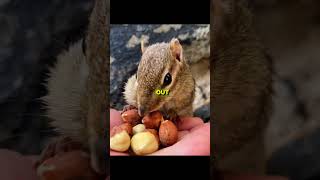 Cutest Chipmunk in the World #animals #helpmemakethismakesense #babyanimals