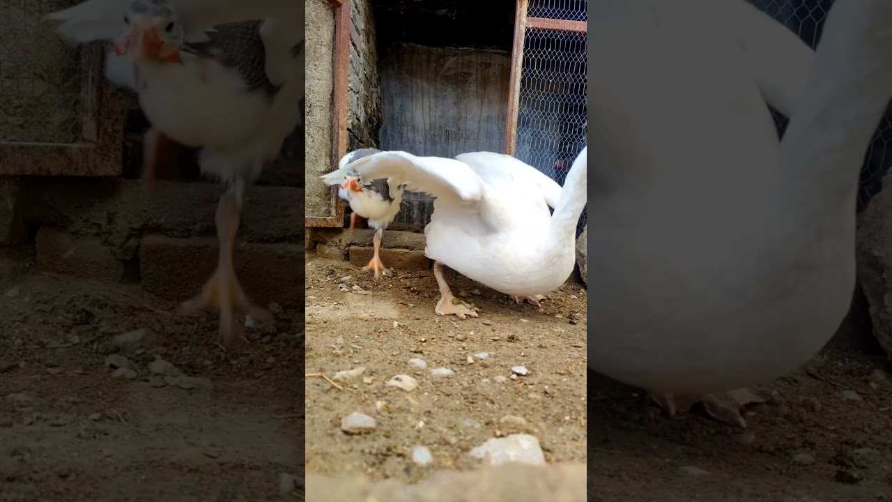Hens,Ducks,PearlHen,Teetar, Rooster and Goose Explore Outside the Cage 