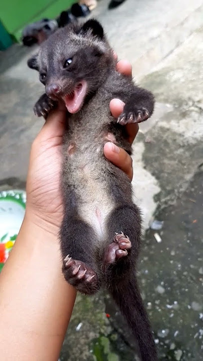 Suara anak musang pandan