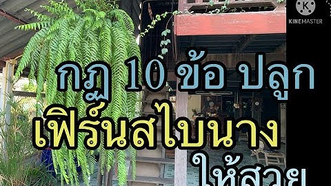 Ferns ค ม อเฟ นป าและเฟ นปล กเล ยงในประเทศไทย