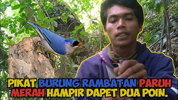 🔴 PIKAT BURUNG RAMBATAN PARUH MERAH HAMPIR DAPET DUA POIN ⁉️