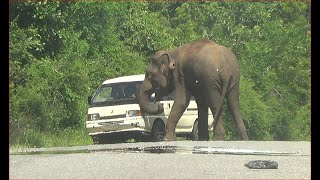 Elephant Attacks Vehicle. when the vehicle gets Slow