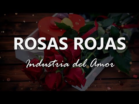 Industria del Amor - Rosas Rojas - Letra