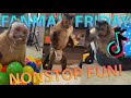 Georgie Boy Official - Fanmail Friday 10 🐵 Nonstop Fun! 🤪