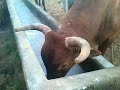 Touro caracu comendo sal.🐂