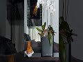 Lechuza Classico Planter