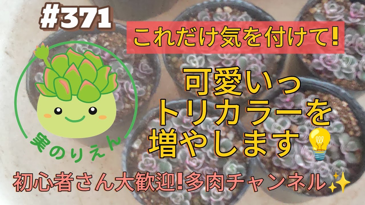 371 とっても可愛いトリカラーを増やします✨ - YouTube