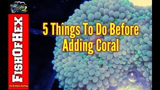 5 Things Everyone Should Do Before Adding Coral To A Saltwater Aquarium