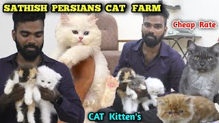 Persian cat for sale | cat kennel | மிகப்பெரிய பூனை பண்ணை | eagletwist