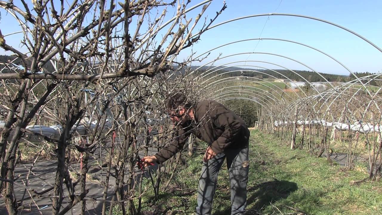 Eric Pauchon - La taille des groseilliers