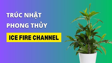 Tìm hiểu về Cây Trúc Nhật trong phong thủy