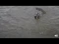 Safari Live Face Book Live : Mara River Crossing Zebra vs Crocodiles  July 07, 2017