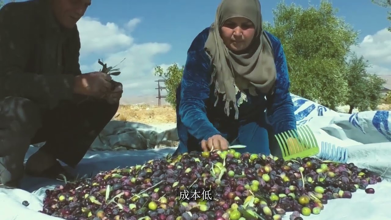 وثائقي زيت الزيتون في سوريا 