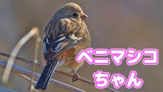 ベニマシコ_地鳴きとモグモグタイム(女の子)