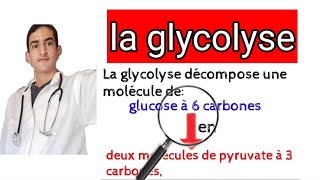 la glycolyse