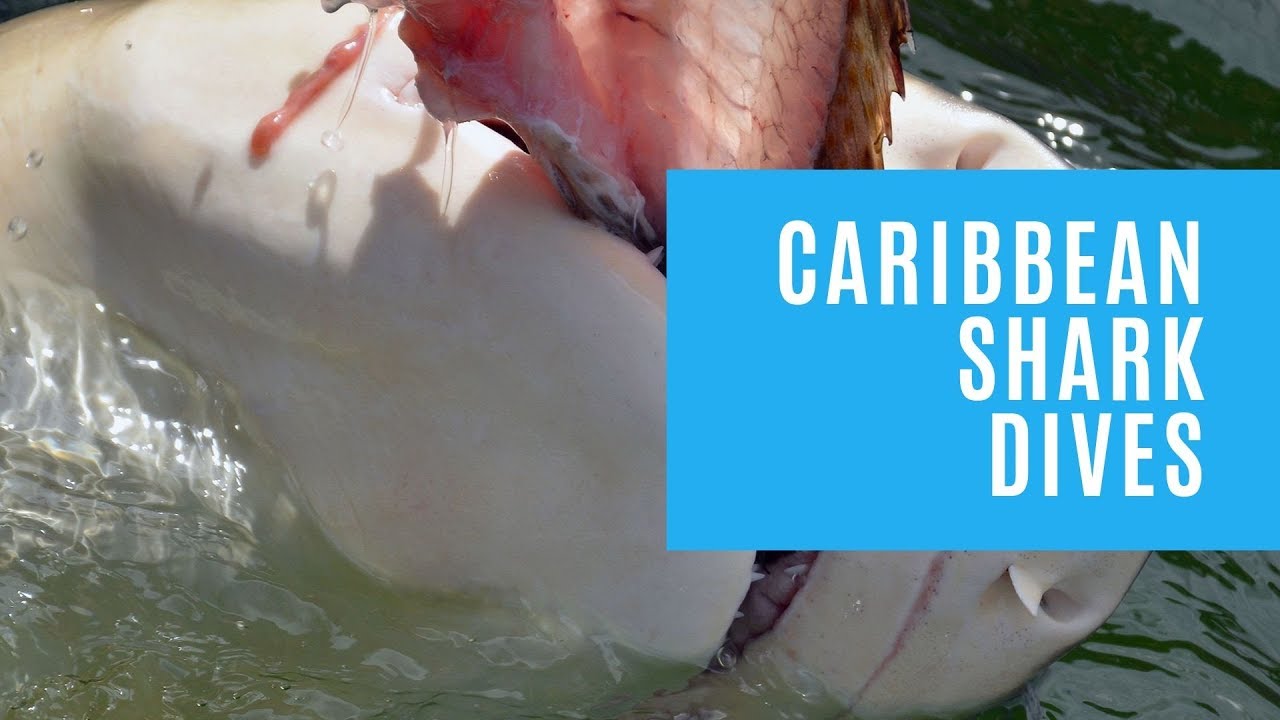 Shark Diving In The Caribbean St. Kitts Dive Center YouTube