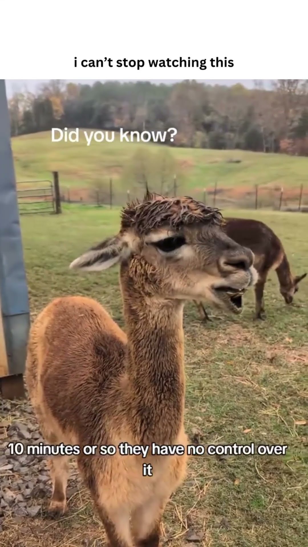 Alpaca said baby put me in a comatose