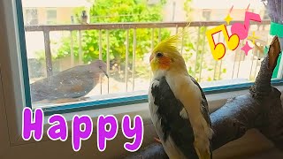 Best Happy Cockatiel singing | Make your cockatiel Happy