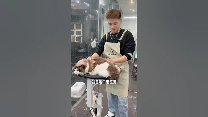 Watch the video about This Cat Is A Bit Well Behaved Today #Pet Care Master #Pet Cleaning #Ragdoll Cat