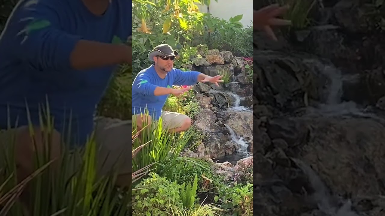 Small Yard - Big DreamScape 