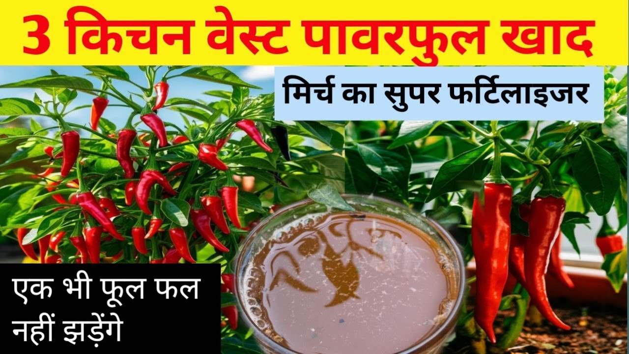 मिर्च के पौधे में डाल दी ये किचन खाद🌶️ फूल फल की बारिश शुरू फ्री लिक्विड ऑर्गेनिक फर्टिलाइजर,tips 