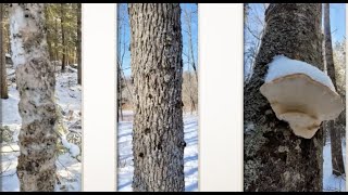 Friends from the Field: Identifying Trees in Winter