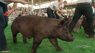 4H Swine | 2021 Iowa State Fair