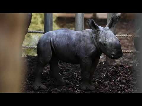 Baby rhinoceros born in Dutch zoo on Easter Sunday