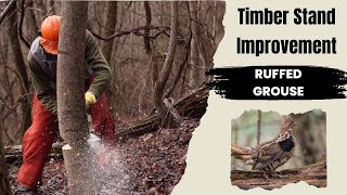 Creating Ruffed Grouse Habitat