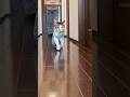 真剣な表情だけど足取りはルンルンでゴハンを先導する猫 #cats