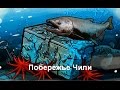 Звезды Киты и Опыт