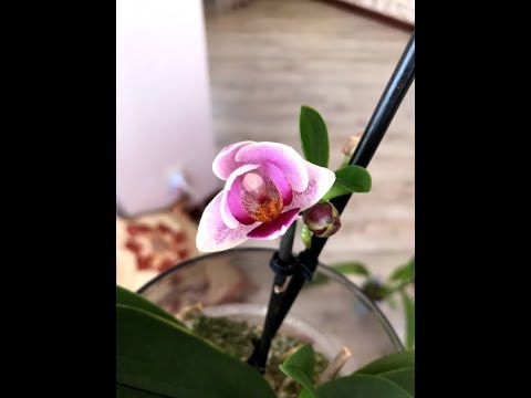 შვილიკოების ბუმი. სარეანიმაციო ორი ფალენოფსისის მდგომარეობის მიმოხილვა 8 თვის შემდეგ.