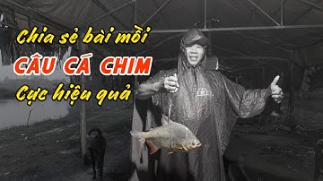 Chia Sẻ Bài Mồi Câu Cá Chim Cực Kỳ Hiệu Quả |Chung Nguyễn Fishing