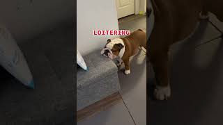 #bulldog guilty as charged #dog #doglover