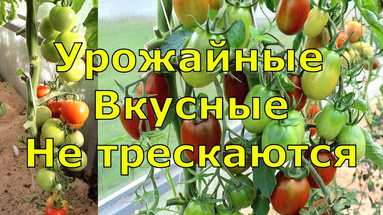 СУПЕРУРОЖАЙНЫЕ томаты для консервирования. 2 любимых сорта - YouTube