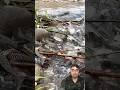 "पानी सूखने से चट्टानों में फंसी मछलियाँ 😢 | Fishes Trapped in Rocks After Water Dried"#shorts