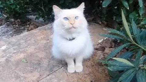 Watch the video about I found himalayan cat with blue eyes in the street