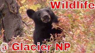 Wildlife along the CDT @ Glacier National Park